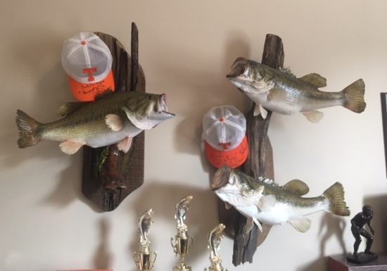 My new mounts...as you can see, I have the caps Bill sent me on my 50th birthday and 55th birthday. The single mount is 8.5lbs and the double mounts are 7.6lb and 8.25lb.   Thanks Bill for being my Fishing 