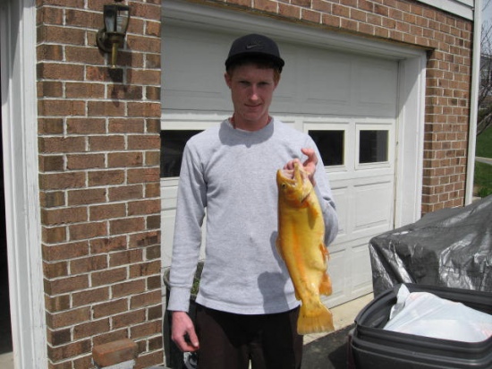 19.5 inch, 4lb. 10 oz. palameno trout caught in Pennsylvania at the Middletown Reservoir on April 13, 2009.