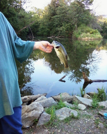 This 1lbs.8 oz. LargeMouth was caught in an unusual way, lure went over a tree branch slowly went down to water, when the first hook touched the water the bass hit it. Saved lure fish and branch without damage.... funny to see,even better to hear about. This was witnessed by 4 people. Has this ever happened to Bill???