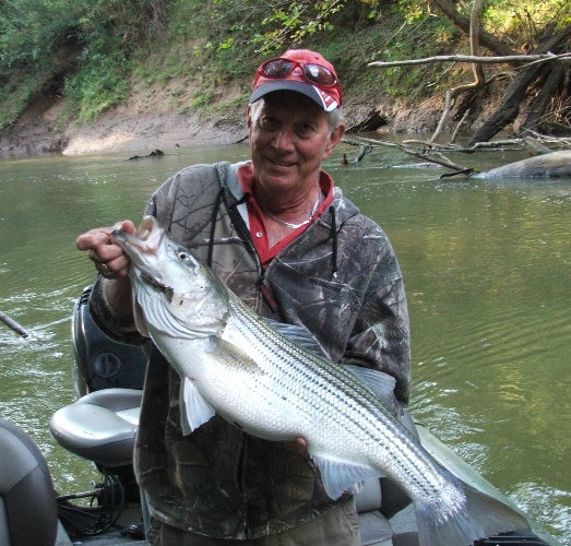 A 29 pound Rockfish caught in the Red River, Clarksville, Tn.