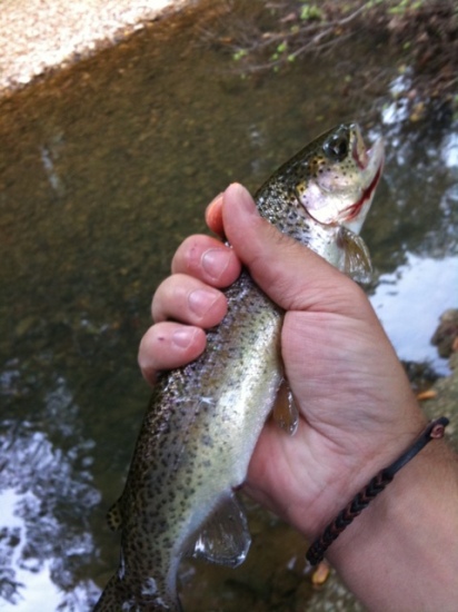 1lb Rainbow Trout. Casey Creek Cadiz, KY