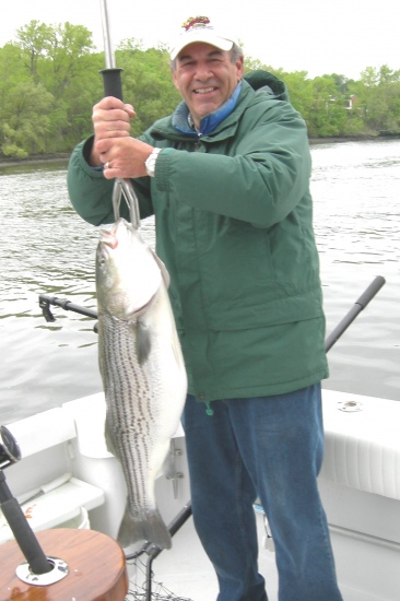 Hudson River Striper. Caught May 2009. Live lined herring on circle hook.