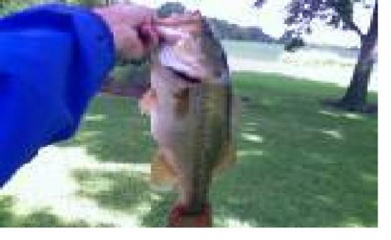I caught this Bass in Sterling Price Lake, which is near Salisbury, MO.  The lure I caught it on was a black/blue jig with a rattle,the bass weighed about 4-5 pounds.  The day I went I thought I would do good using a more faster presntation with lures such as jerkbaits and spinnerbaits. The reason being is that it was early(around 7:00 a.m.) and the temperature was about 70 degrees, it was cloudy and the water suface was active.  To my surprise I didn't get any bites on faster paced lures, but as soon as I switched to this jig I caught this bass on my second cast with it.  I also caught several other bass about the size of this one, but this is the only one I decided to take a picture of.