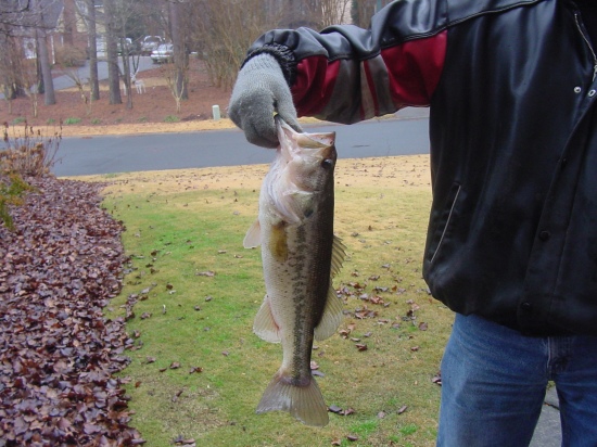 caught in a small lake by my house Dec.21 2009 in less the 2 feet of water.