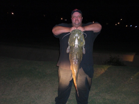 28 lb. Flathead caught on the banks of the Mississippi River in Memphis, TN. on a live Bluegill.