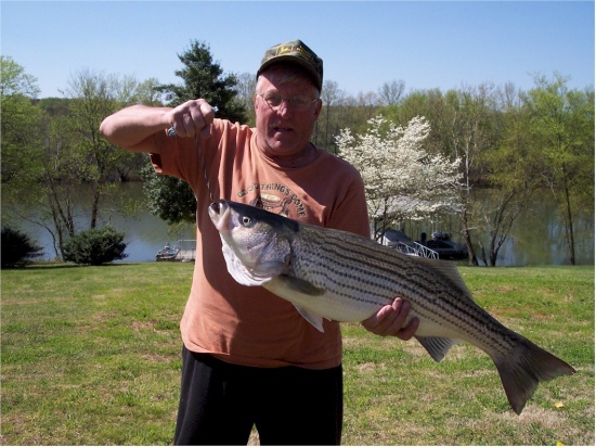 Rock Bass caught on Old Hickory Lake in mid March. Medium-Heavy rod with 10# line. Fishing the bottom of the spillway at the Gallatin steam plant with a chrome and silver RattleTrap.