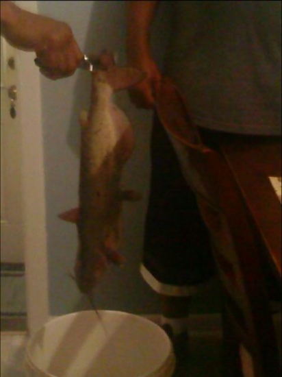 it weighed 6.7 pds, the biggest fish i ever caught. The catfish was caught with a minnow and boy was i tired by time he got to shore. I thought he was gonna brake my line.