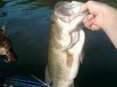 4.5 pound largemouth caught 7/25/10 on Old Hickory Lake by Randy Koch.