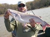 this fish was caught my dad in buggs island in south bouston, va. it weighted 16.1bs