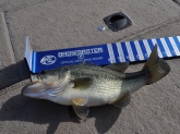I caught this bass on the Potomac river Gunston Cove VA 10/29/2010 using a tequila sunrise rattle trap. Did not weight the bass but should be a few pounds.