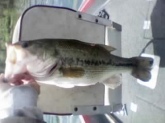 i dont know what this guy weighed i caught him at blue marsh lake in  burnsville  PA