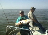 27 inch red fish caught in Gulf of Mexico by Wacasassa River, Levy County, Florida. about 6 pounds. March 2011.