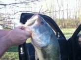 caught on April 14 on booyah green and black pond magic spinner bait, 21 inches long not sure of weight....