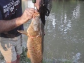 45 pound carp in the erie canal my dad holding my catch