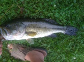 Not the greatest picture but I was alone and all I had was a camera phone.  26 inch 6.5 lbs in Private Pond in Oxford Indiana.  Caught on Green rubber salamander. July 4  Caught 7 very nice bass in 35 minutes.  Awesome day.
