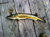 I moved from Seattle to Naples,NY. I have never caught a pickerel before it measured 19 inches.