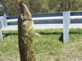 NJ, 32 inch pickerel caught on a Blue Fox #2 spinner