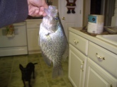 parkers 13 inch crappie