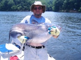 I caught this 50 lb blue cat while fishing the Tennessee river near Chattanooga. I also caught a 41 pounder that day. They were caught on June 21, 2008