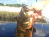 Caught my biggest peacock bass ever on a small torpedo prop bait. Put up a great fight!!!
