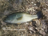 Caught 15 Bass fishing a local farm pond this afternoon. had a BIG one on right to the shore line and she threw the hook. I caught a couple on a Z-Man Chatterbait, Moastlt--TX rigged 7