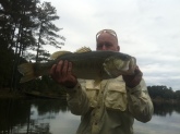 Biggest this year. 6.8lbs. Grape ape worm 8