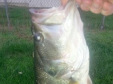 I caught this 6lber in central NJ on a White Fat Albert Grub. I was using a Shimano 6'6