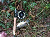 Caught a bluegill in Houston. It's the first fish on my new fly rod. Weight LOL not enough I didn't even know I had him hooked.  I was about to cast again, and send that little fellow on a ride of his life