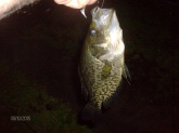 This Crappie was a good sized one and caught it on a rubber bait.