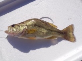 What caused this deformed fish? In A different photo, the tail is also bent.  Was caught in table rock mo.also was released. Thank you