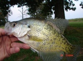 I bought a farm last year with a 10  acre lake. It is an old body of water, approx 60 years old. I was frustrated that the bass we were catching were only 12-14 inches long. I found the problem; the average crappie is 12 inches and 3/4lb. I have taken three crappie over 16 inches, one 18 inches from the pond. It is easy to catch 12-15 of these guys on any given outing. They respond to white fuzzy 1/16 oz jigs the best. I use a weighted bobber with the jig, it stays put better in a breeze.