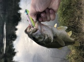 Caught this bass from the San Joaquin River in Fresno, CA. I pulled it out from a submerged tree on this Heddon Super Spook Jr. in Okie Shad using my Zebco 33