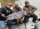 80lb Mississippi River Blue Catfish caught and successfully released in Memphis,Tennessee by  Fish Memphis Guide Service  11-19-18