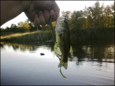 this is just too funny! watermelon seed old monster by zoom 10.5 inch worm 9 bass.