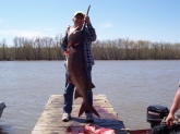 Caught this 60 lb. paddle fish on the Osage River near Warsaw MO. on April 15, 2009.