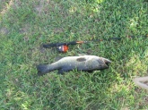 same guy that posted the last pic this was the 1st fish i caught it was a 6 pounder.