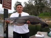 i caught it at lake Poway , San diego CA it weighted 24 pounds  i caught it on a 10 pound test line using mackerel on January 1, 2009